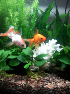 Krølle og Gulli <3 Krølle og Gulli <3